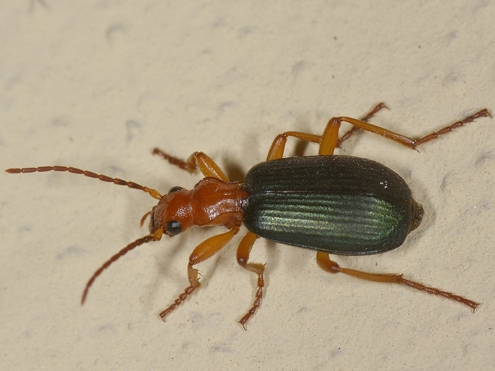 Brachinus crepitans